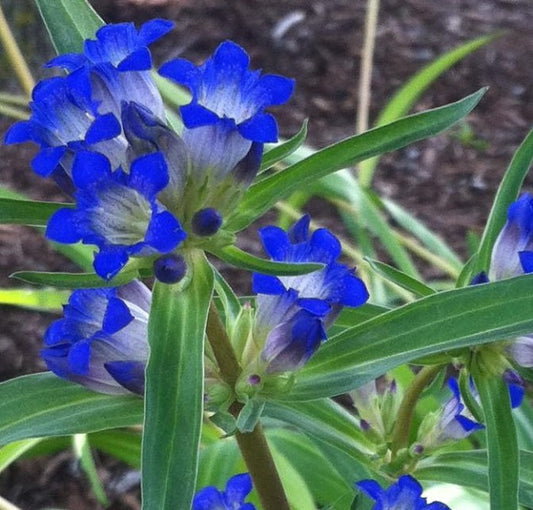 GENTIANA DAHURICA / GENTIAN