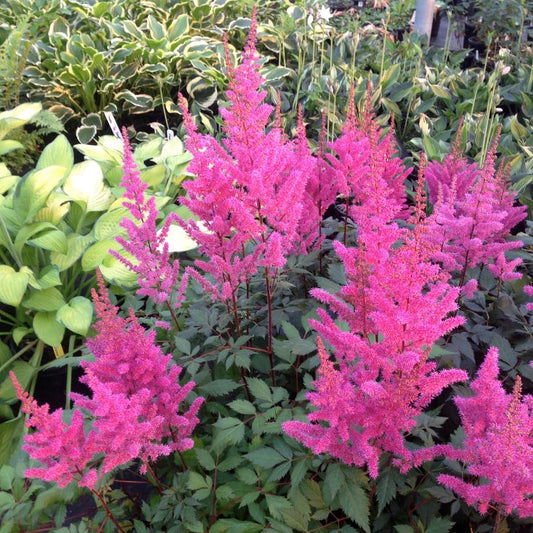 ASTILBE CHINENSIS MAGGIE DALEY / FALSE SPIREA