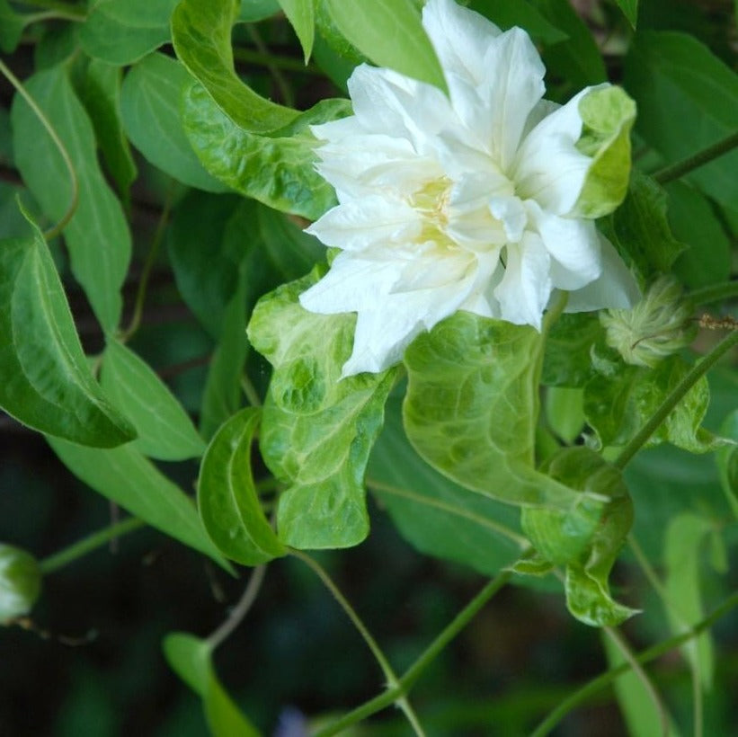 CLEMATIS DUCHESS OF EDINBURGH / CLEMATIS