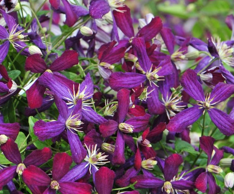 CLEMATIS SWEET SUMMER LOVE / CLEMATIS