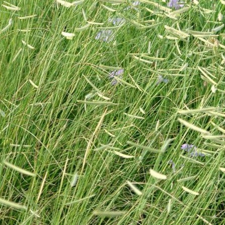 BOUTELOUA GRACILIS BLONDE AMBITION / BLUE GRAMA