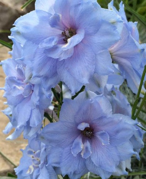 DELPHINIUM ELATUM BLUE LACE / LARKSPUR