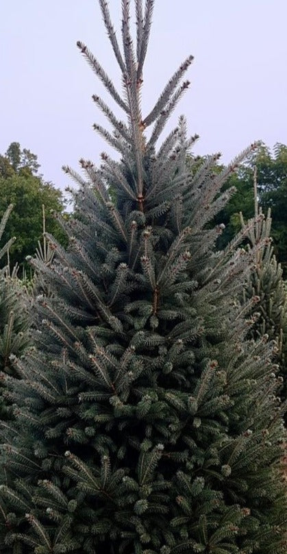PICEA GLAUCA MONTROSE CHARM / MONTROSE CHARM SPRUCE