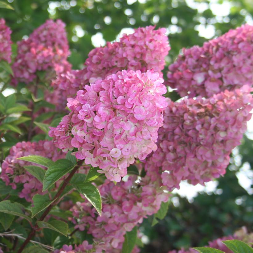 HYDRANGEA PANICULATA STRAWBERRY SUNDAE® / STRAWBERRY SUNDAE® HYDRANGEA