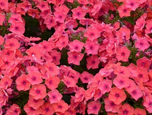 PHLOX PANICULATA CORAL FLAME / CORAL FLAME™ PHLOX