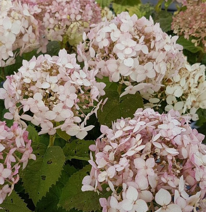 HYDRANGEA ARBORESCENS INVINCIBELLE® WEE WHITE / INVINCIBELLE® WEE WHIT ...