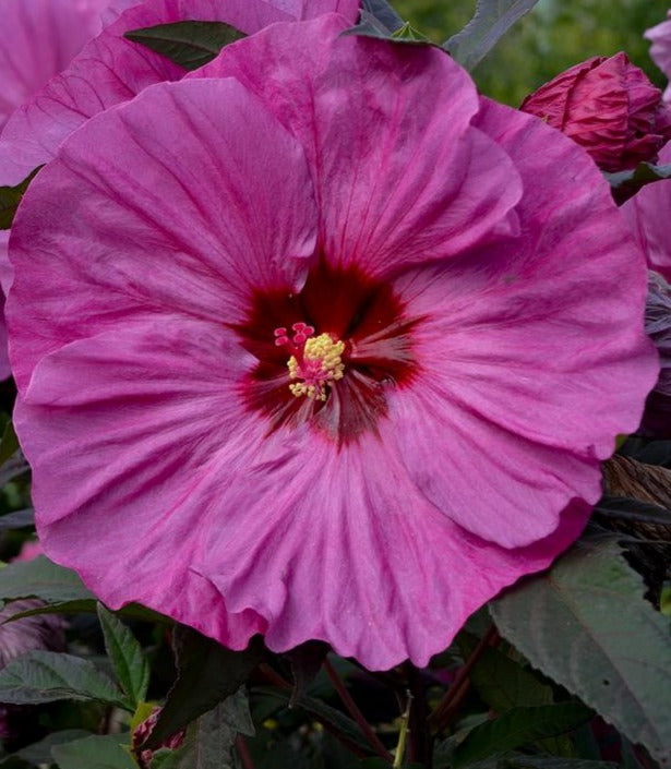 HIBISCUS X SUMMERIFIC® BERRY AWESOME / ROSE MALLOW