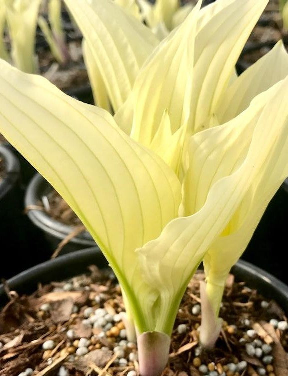 HOSTA ZEBRA STRIPES / PLANTAIN LILY
