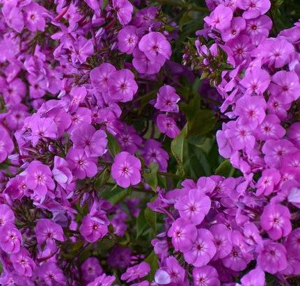 PHLOX PANICULATA COVER GIRL / TALL GARDEN PHLOX – Diggin it Nursery