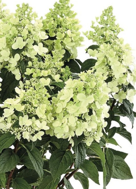 HYDRANGEA PANICULATA PANZOLA / PANZOLA HYDRANGEA