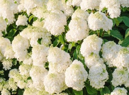 HYDRANGEA PANICULATA LITTLE HOTTIE® / LITTLE HOTTIE® PANICLE HYDRANGEA