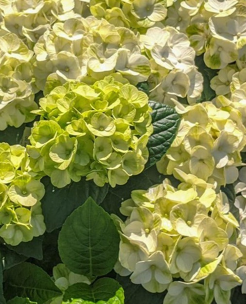 HYDRANGEA MACROPHYLLA GRIN AND TONIC™ / GRIN AND TONIC™ HYDRANGEA