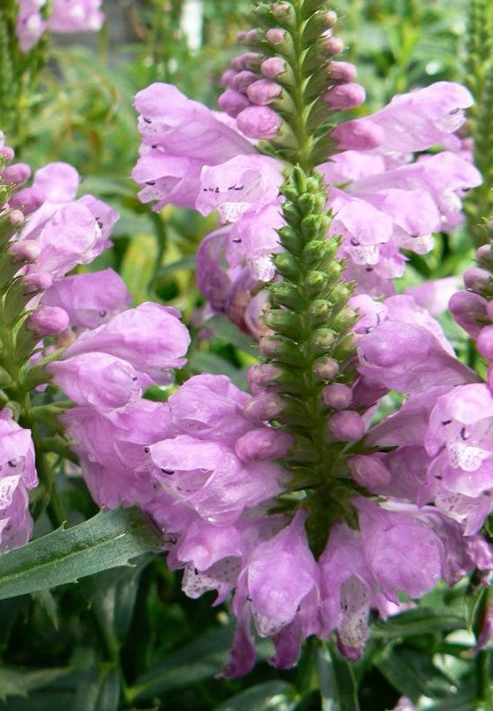 PHYSOSTEGIA VIRGINIANA / OBEDIENT PLANT