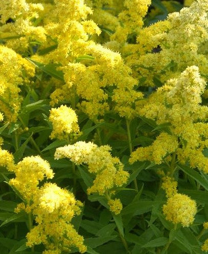 SOLIDAGO X LITTLE LEMON / DWARF GOLDENROD