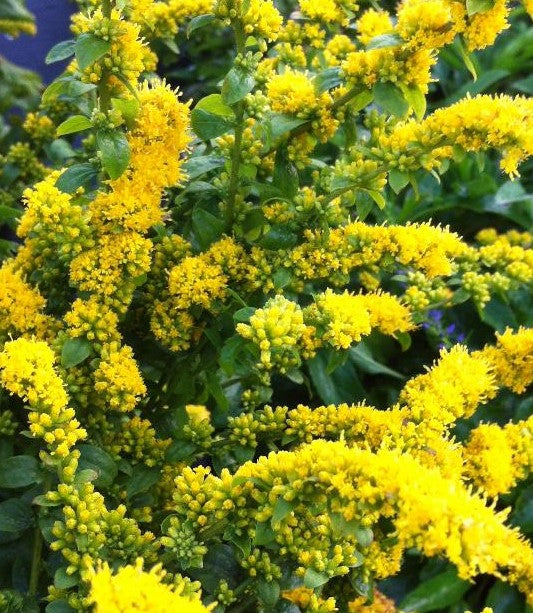 SOLIDAGO SPHACELATA GOLDEN FLEECE / GOLDENROD