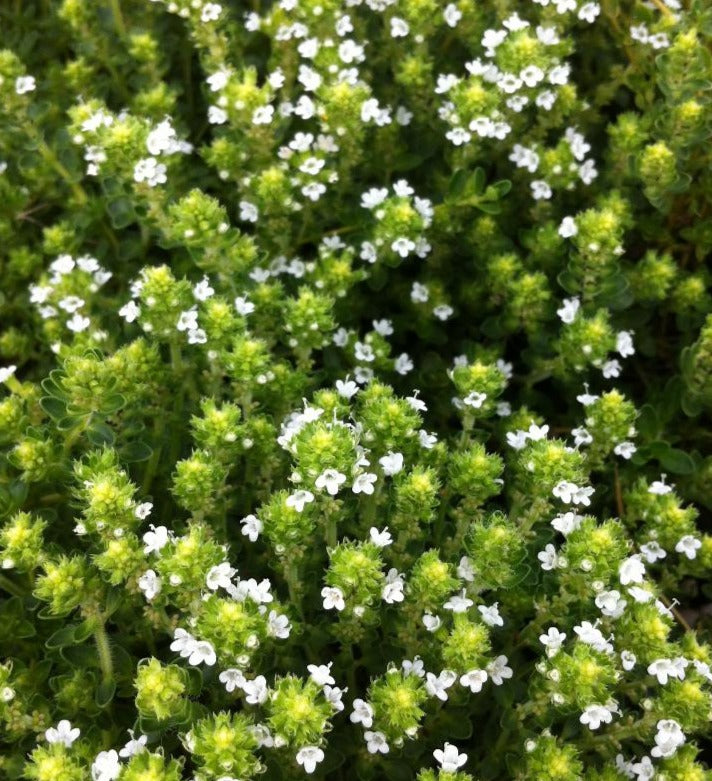 THYMUS SERPYLLUM ALBA / WHITE CREEPING THYME