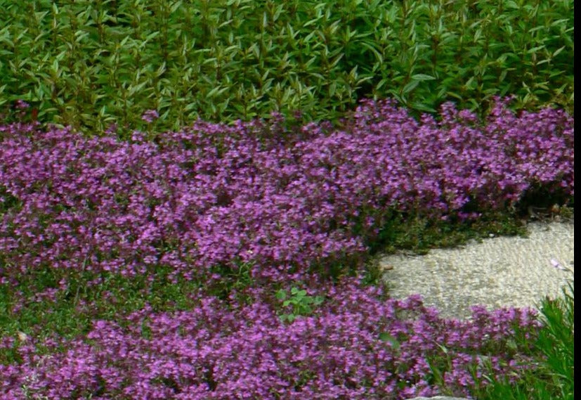THYMUS PRAECOX COCCINEUS / RED CREEPING THYME