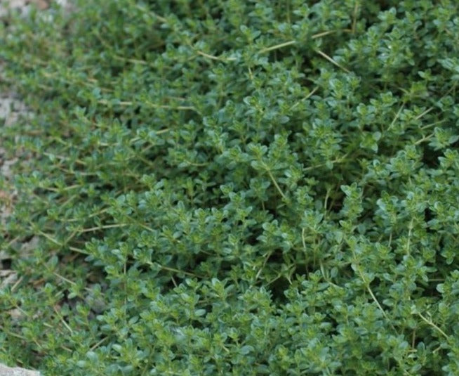 THYMUS SERPYLLUM PINK CHINTZ / CREEPING THYME – Diggin it Nursery