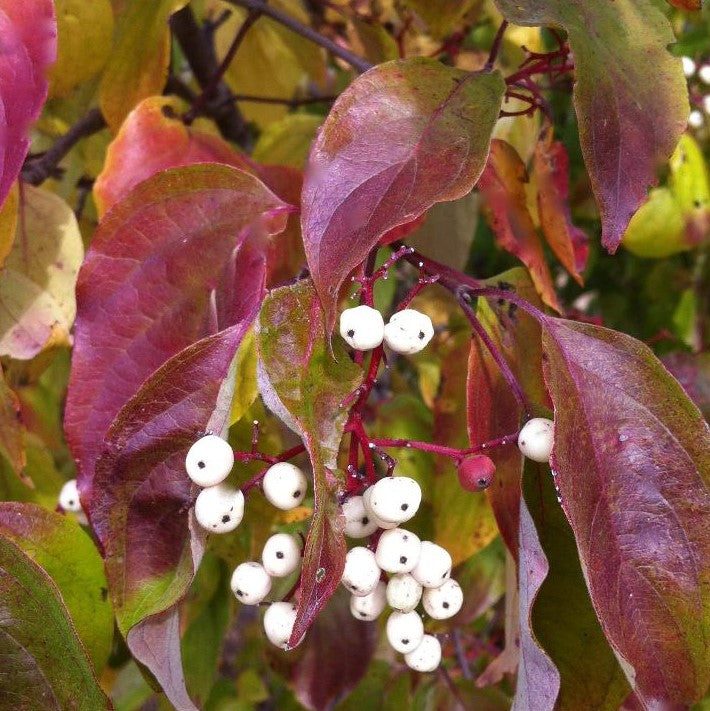 CORNUS RACEMOSA / GRAY DOGWOOD
