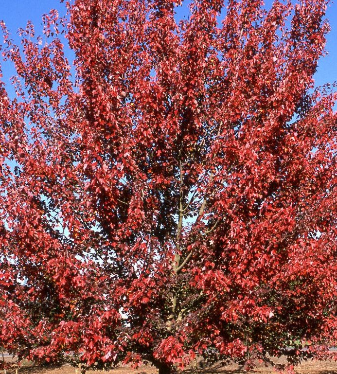 ACER RUBRUM AUTUMN FLAME / AUTUMN FLAME RED MAPLE