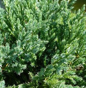 JUNIPERUS SQUAMATA BLUE CARPET / BLUE CARPET JUNIPER