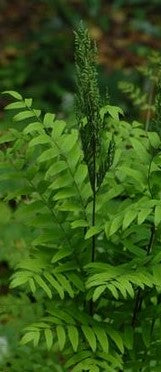 OSMUNDA REGALIS / ROYAL FERN