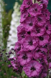 DELPHINIUM ELATUM PINK PUNCH / LARKSPUR