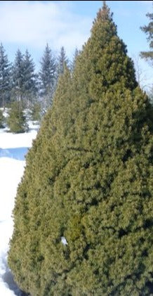 PICEA GLAUCA CONICA / DWARF ALBERTA SPRUCE