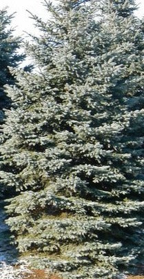 PICEA PUNGENS FAT ALBERT / FAT ALBERT BLUE SPRUCE