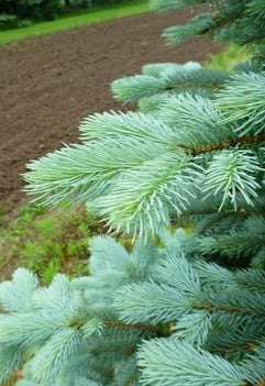 PICEA PUNGENS VAR. GLAUCA / BLUE COLORADO SPRUCE