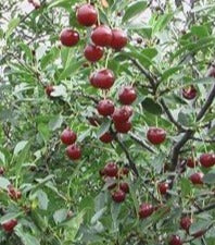 CHERRY-SHRUB JULIET / JULIET CHERRY