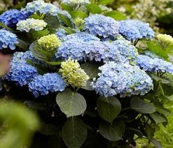 HYDRANGEA MACROPHYLLA EVERLASTING® REVOLUTION / REVOLUTION HYDRANGEA