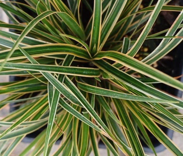 CAREX MORROWII EVERCOLOR® / EVERGLOW SEDGE
