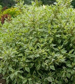 CORNUS ALBA IVORY HALO / IVORY HALO® DOGWOOD