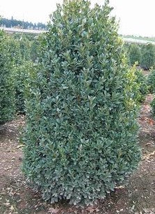 BUXUS X GREEN MOUNTAIN / GREEN MOUNTAIN BOXWOOD