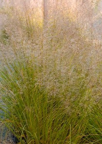 SPOROBOLUS HETEROLEPIS / PRAIRIE DROPSEED