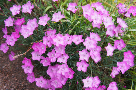 DIANTHUS GRATIANOPOLITANUS BATH'S PINK / CHEDDAR PINKS