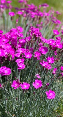 DIANTHUS GRATIANOPOLITANUS FIRE WITCH / FIRE WITCH PINKS