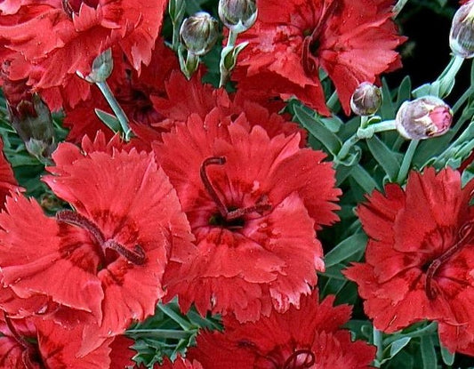 DIANTHUS X FIRE STAR™ / FIRE STAR™ DIANTHUS