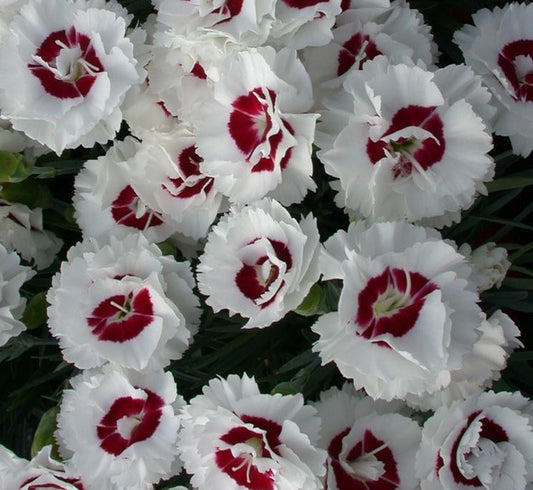 DIANTHUS X COCONUT SURPRISE / COCONUT SURPRISE DIANTHUS