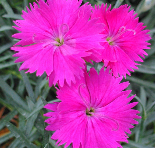 DIANTHUS X NEON STAR / PINKS