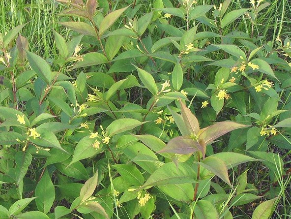 DIERVILLA LONICERA / BUSH HONEYSUCKLE