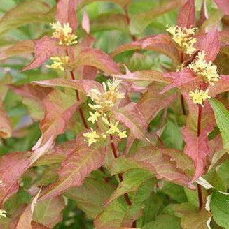 DIERVILLA X KODIAK® ORANGE / KODIAK® ORANGE BUSH HONEYSUCKLE
