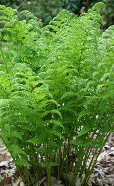 DRYOPTERIS AFFINIS THE KING / GOLDEN SHIELD FERN