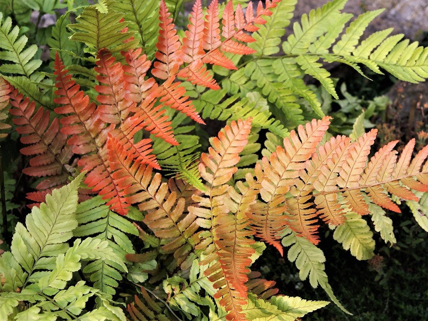 DRYOPTERIS ERYTHROSORA BRILLIANCE / BRILLIANCE AUTUMN FERN