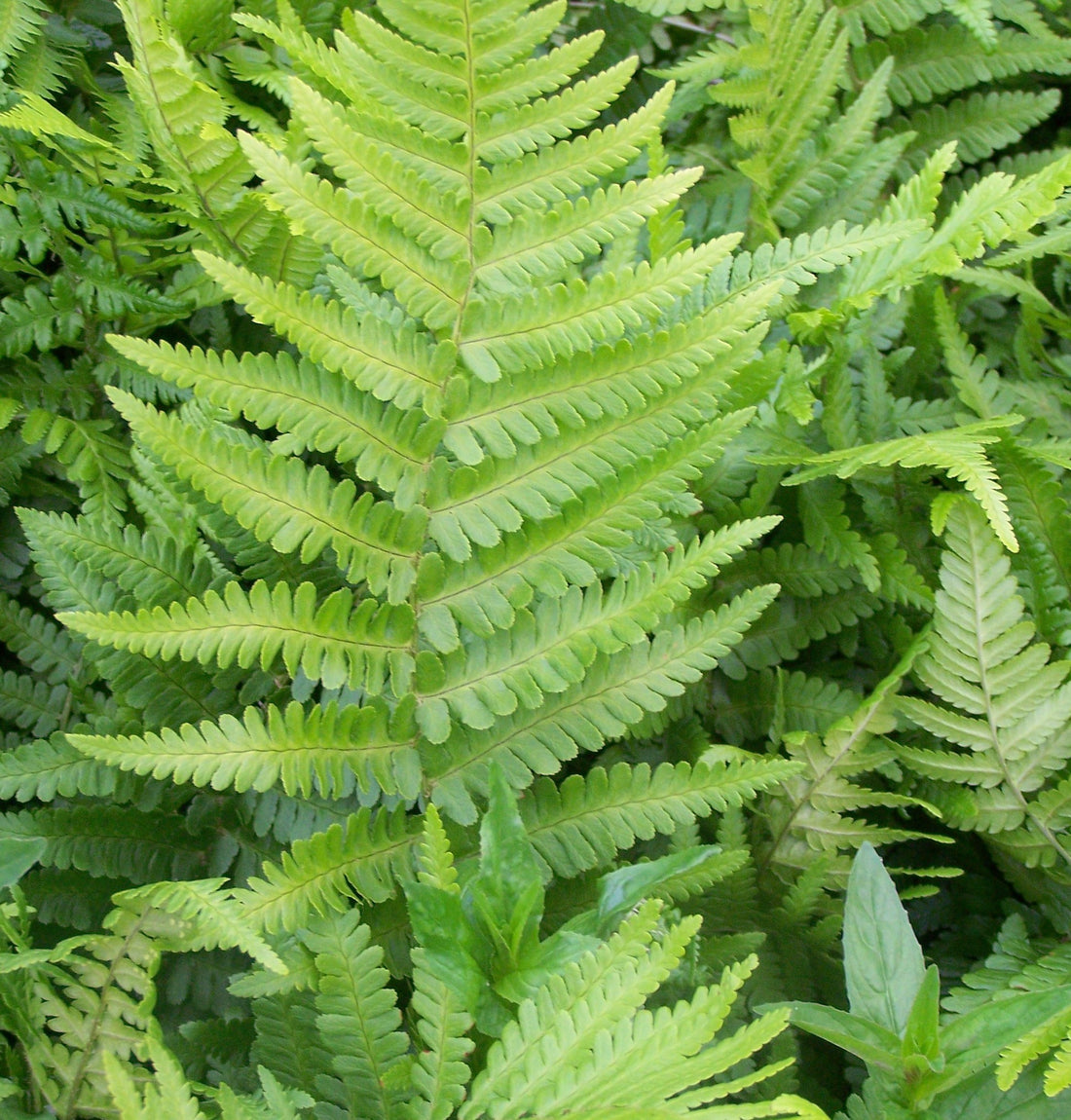 DRYOPTERIS FILIX-MAS / MALE FERN