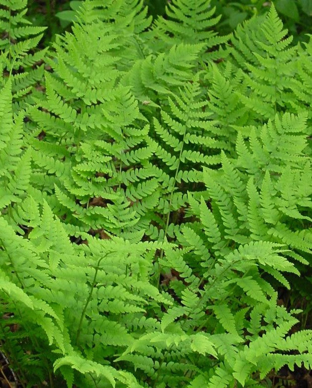 DRYOPTERIS MARGINALIS / MARGINAL SHIELD FERN