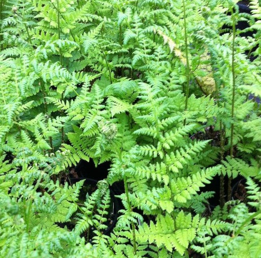 DRYOPTERIS SPINULOSA / TOOTHED WOOD FERN