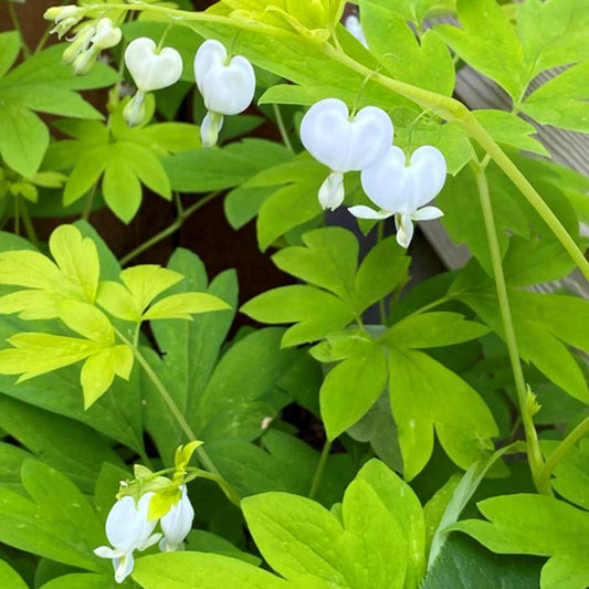 DICENTRA X WHITE GOLD / BLEEDINGHEART