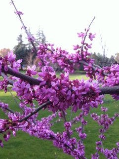 CERCIS CANADENSIS / EASTERN REDBUD